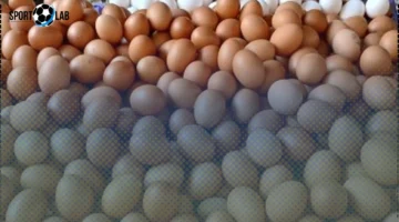 أسعار البيض في كفر الشيخ: البيضة البلدي تصل إلى 4.5 جنيه الأحد 23 نوفمبر 2025